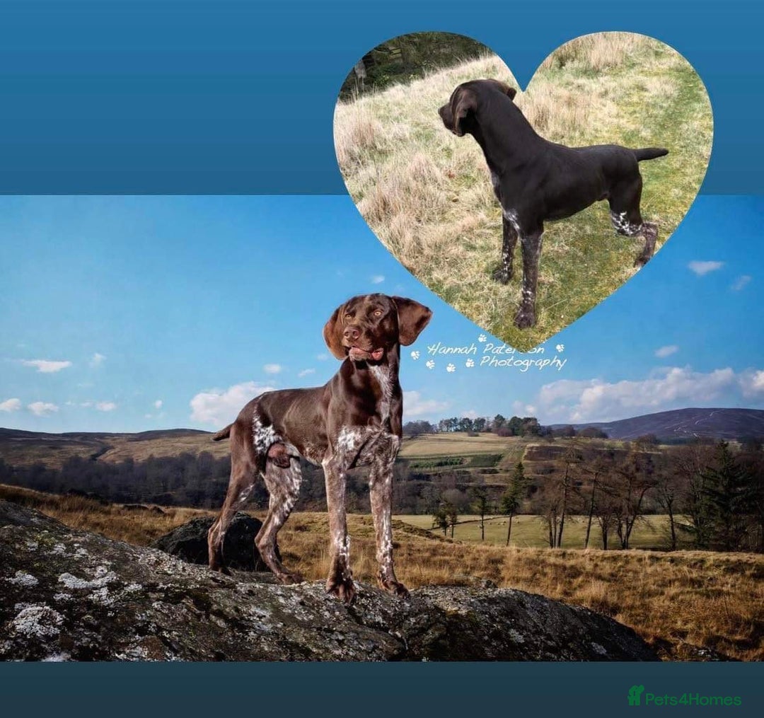 German Shorthaired Pointer dogs for stud: KC REGISTERED & HIP SCORED GSP (STUD) in Perth - Advert 1