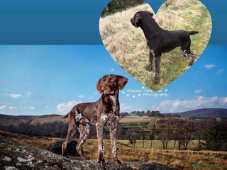 German Shorthaired Pointer dogs KC REGISTERED & HIP SCORED GSP (STUD) in Perth - Advert 18