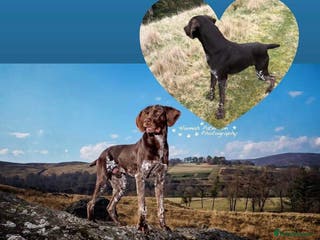 German Shorthaired Pointer dogs KC REGISTERED & HIP SCORED GSP (STUD) in Perth - Advert 20