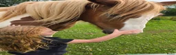 Paint horses for sale: ❤️ Goonie-cracking red and white cob gelding ❤️ in Tiverton - Advert 1