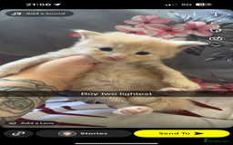 Maine Coon cats for sale: Beautiful Maine coon kittens 07396998601 - Image 11