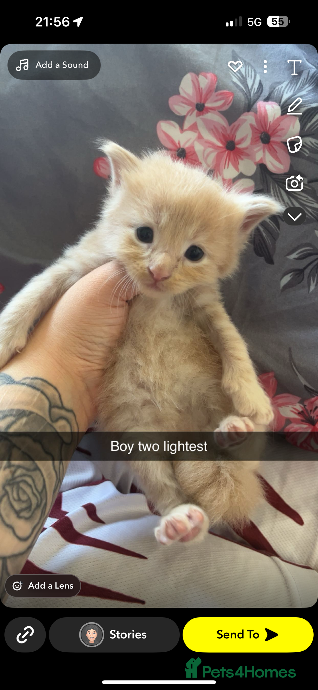 Maine Coon cats for sale: Beautiful Maine coon kittens 07396998601 - Image 11
