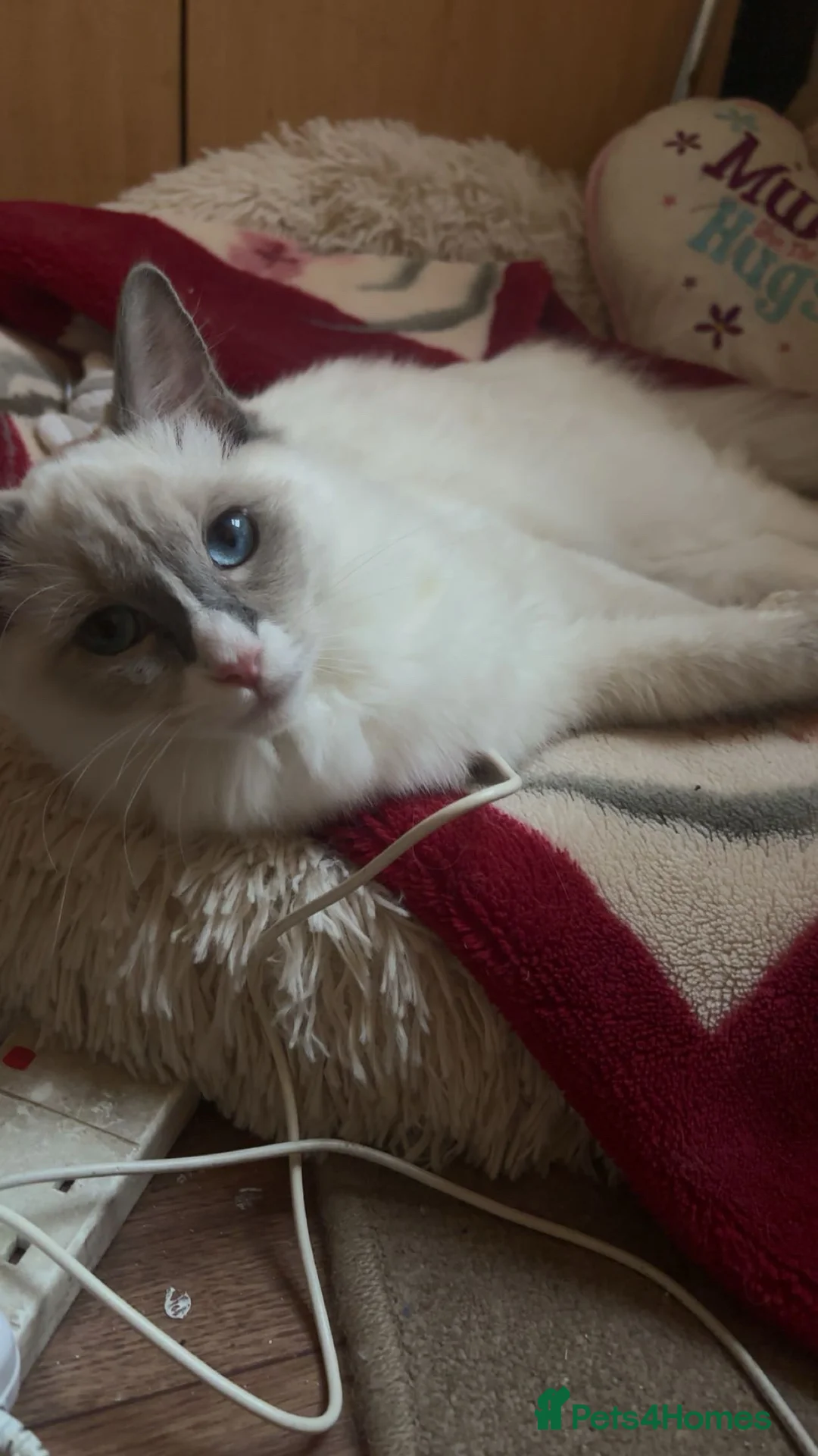 Ragdoll cats for sale: FREE 2 Ragdoll kittens - Advert 2