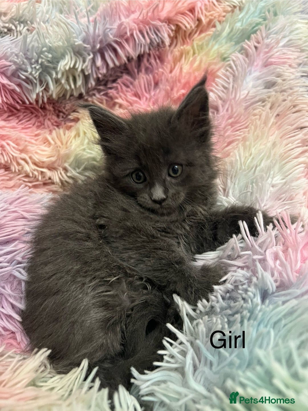 Maine Coon cats for sale: Maine Coon Kittens - Image 8