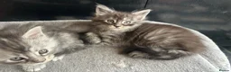 Maine Coon cats for sale: 4 Maine Coon Kittens left due to time wasters  - Advert 11