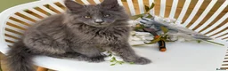 Maine Coon cats for sale: Two blue purebred Maine Coon boys ready - Advert 12