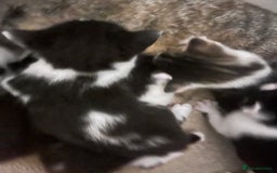 Mixed Breed cats for sale: Stunning playful kittens x 7  - Image 5