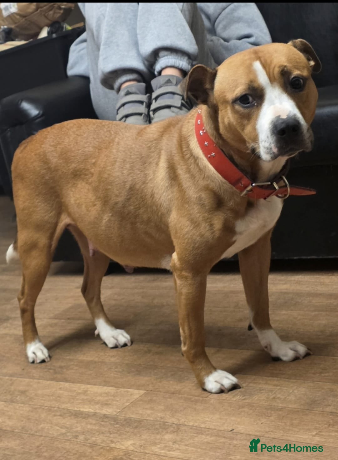 Mixed Breed dogs Staffy mix breed pups for sale - Advert 2