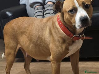 Mixed Breed dogs Staffy mix breed pups for sale - Advert 1