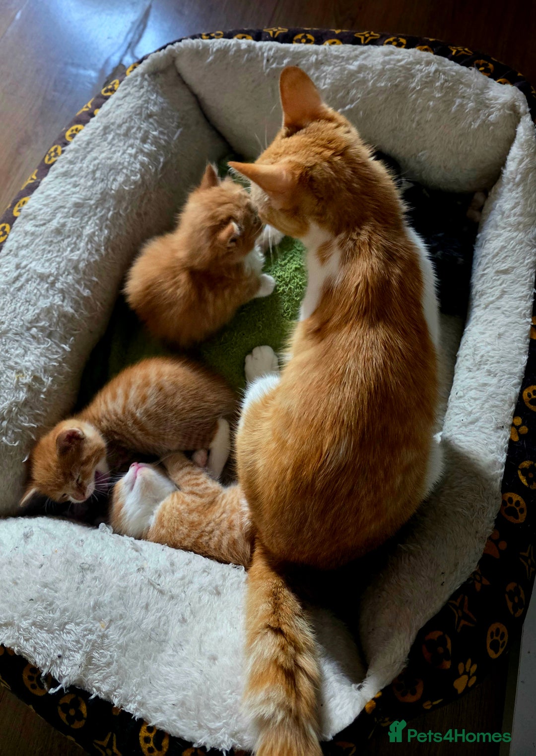 European cats for sale: Adorable Ginger Kittens Looking for Loving Homes - Image 7