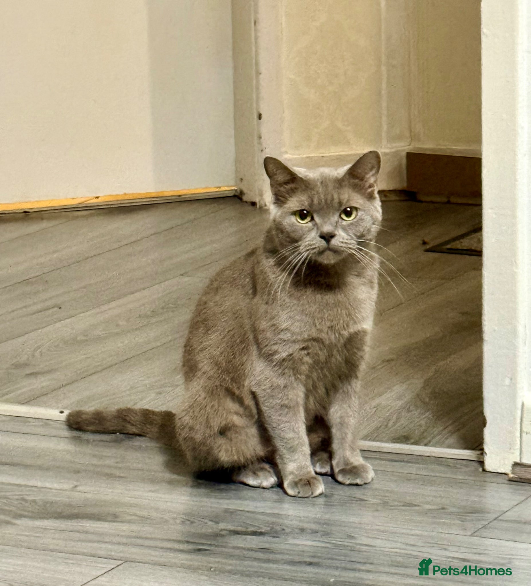 British Shorthair cats Beautiful Female British Shorthair - Advert 5