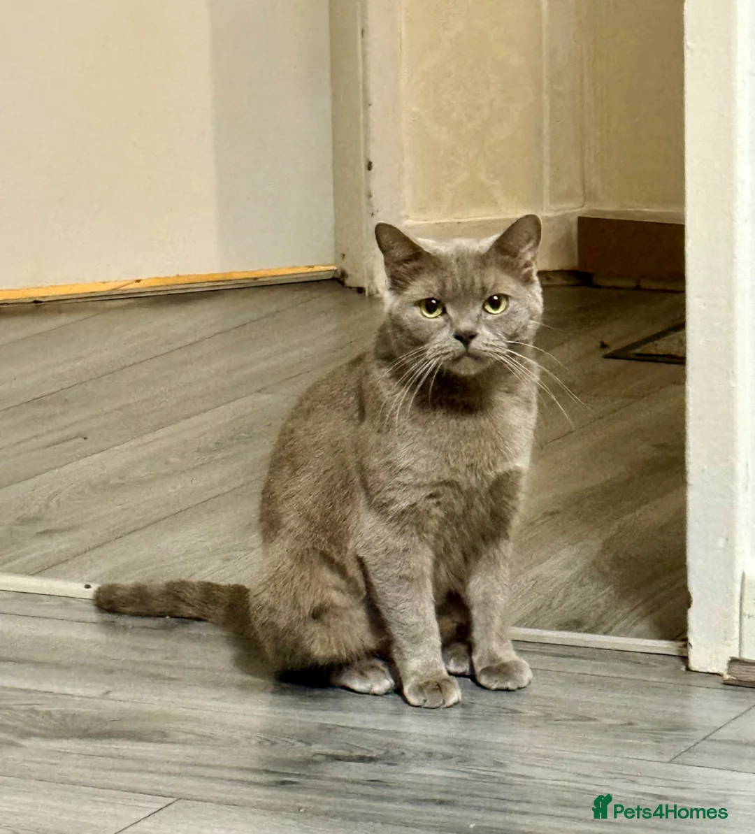 British Shorthair cats for sale: Beautiful Female British Shorthair - Advert 1
