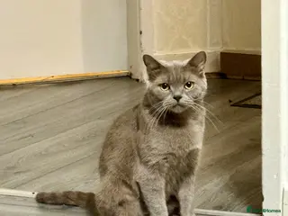 British Shorthair cats Beautiful Female British Shorthair - Advert 3