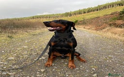Dobermann dogs for stud: Stud duties only in Bridgend - Image 4