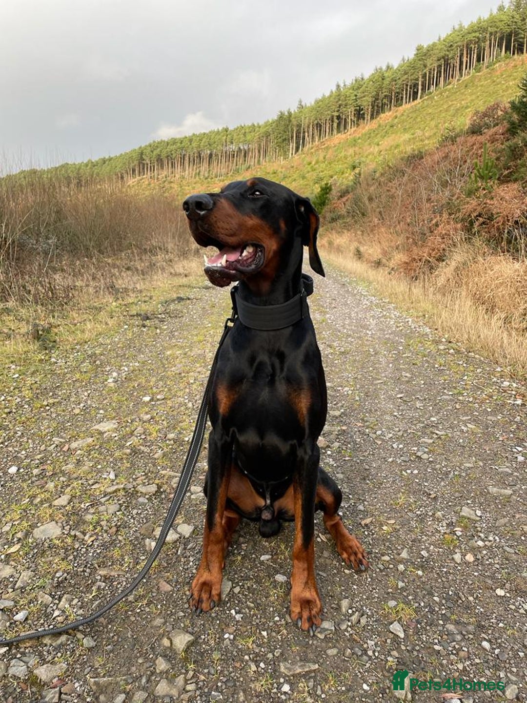 Dobermann dogs for stud: Stud duties only in Bridgend - Image 4