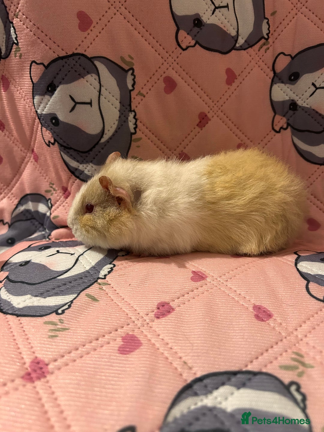 Guinea Pig rodents for sale: Lovely Teddy and Coronet baby guinea pigs  - Advert 6