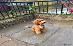 Cockapoo dogs for sale: 2 year old Cockapoo - Image 1