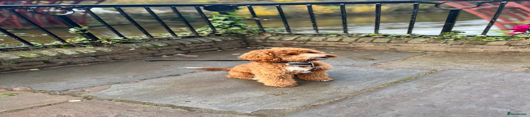 Teddy 