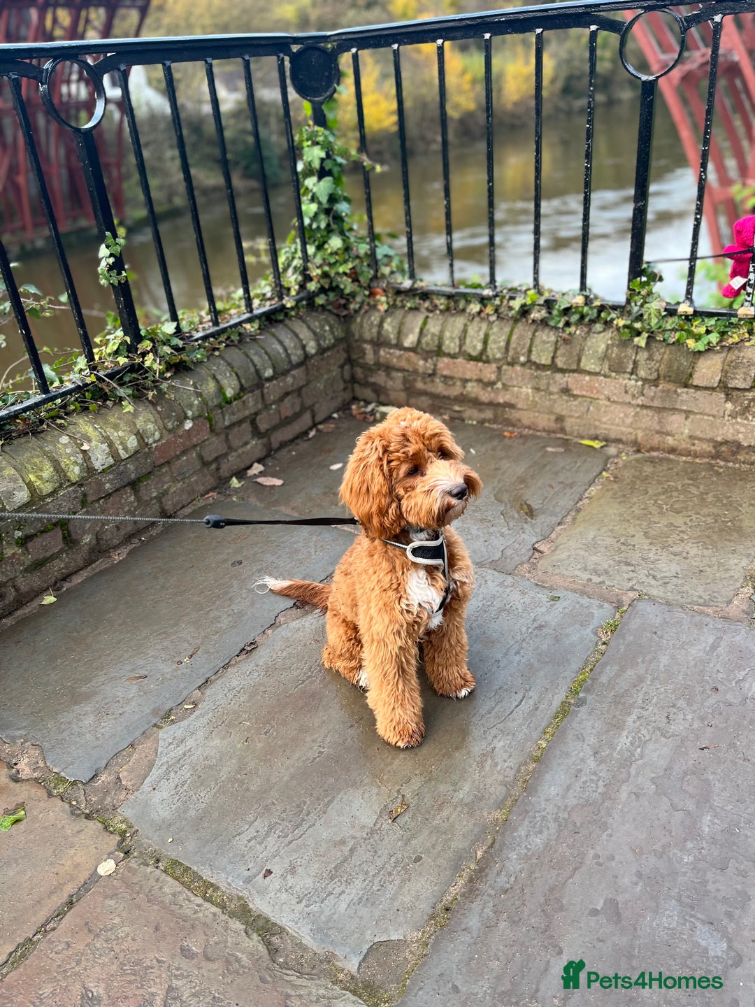 Cockapoo dogs for sale: 2 year old Cockapoo - Image 1