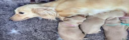 Miniature Dachshund dogs for sale: Stunning Cream Miniature Dachshund Girls  - Advert 1