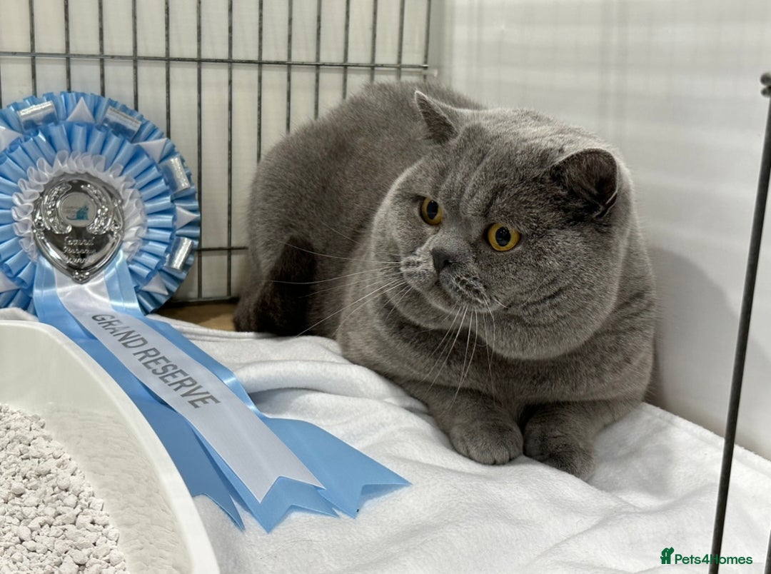 British Shorthair cats for sale: Stunning British Kittens - Image 21
