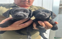 Cockerdor dogs for sale: Quality litter of cockerdors Blacks £450 Gold £550 - Image 3