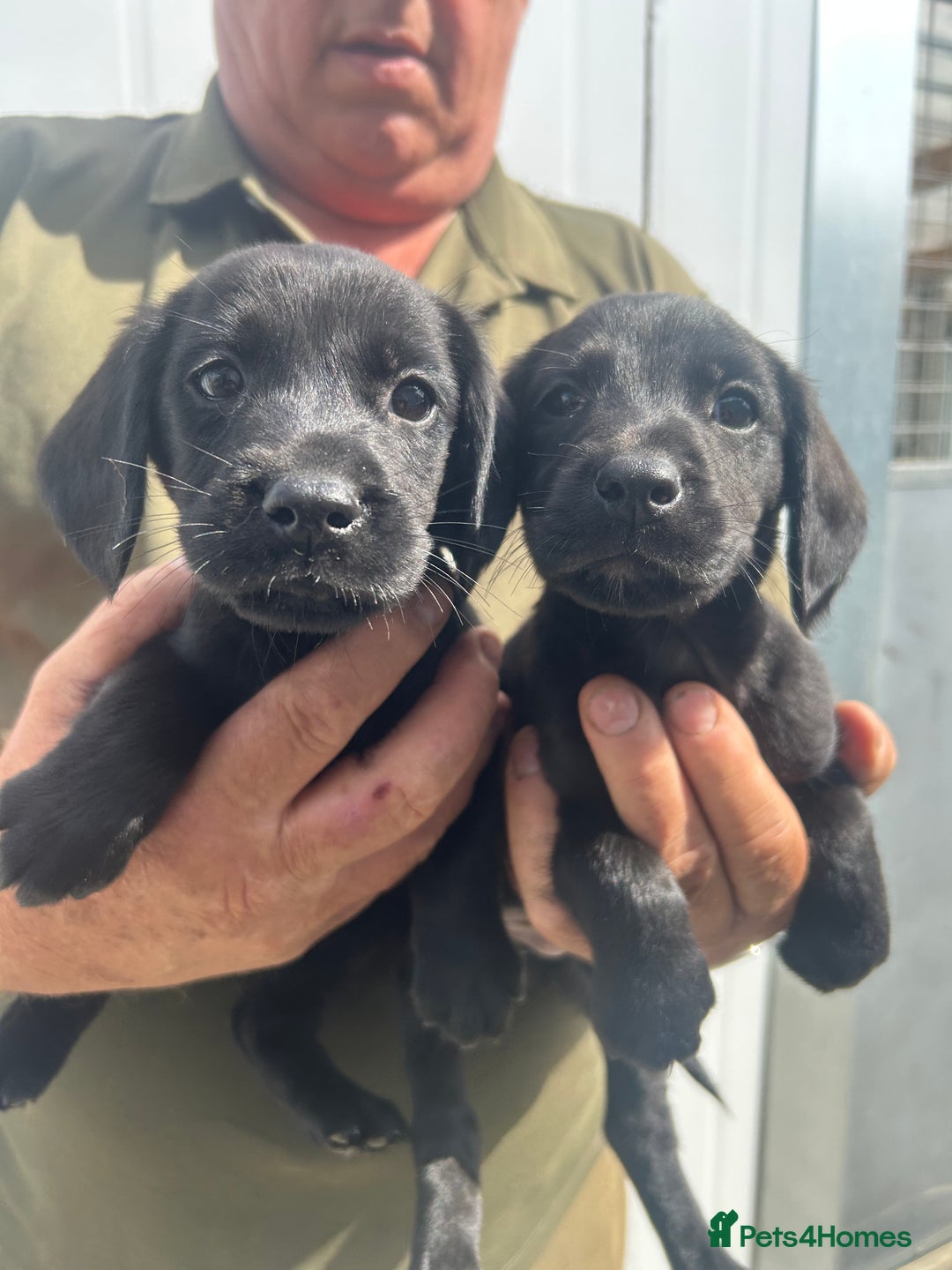 Cockerdor dogs for sale: Quality litter of cockerdors Blacks £450 Gold £550 - Image 3