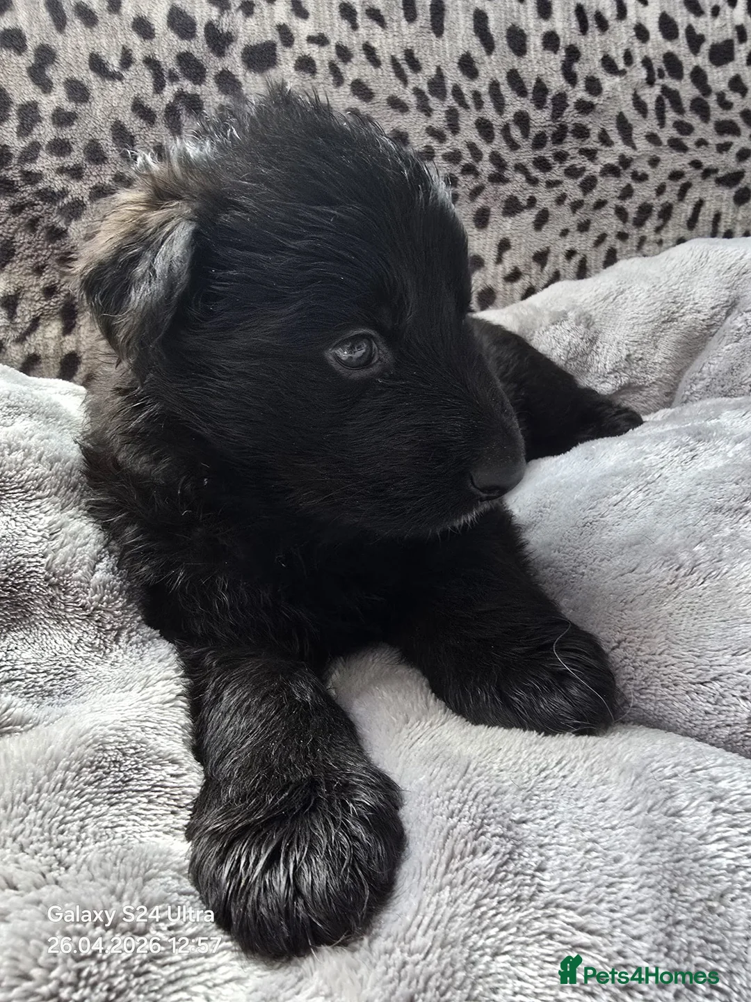 German Shepherd dogs for sale: 9 beautiful german shepards looking for a home - Advert 2