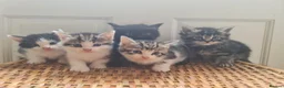 Mixed Breed cats for sale: 5 kittens for sale  - Advert 31
