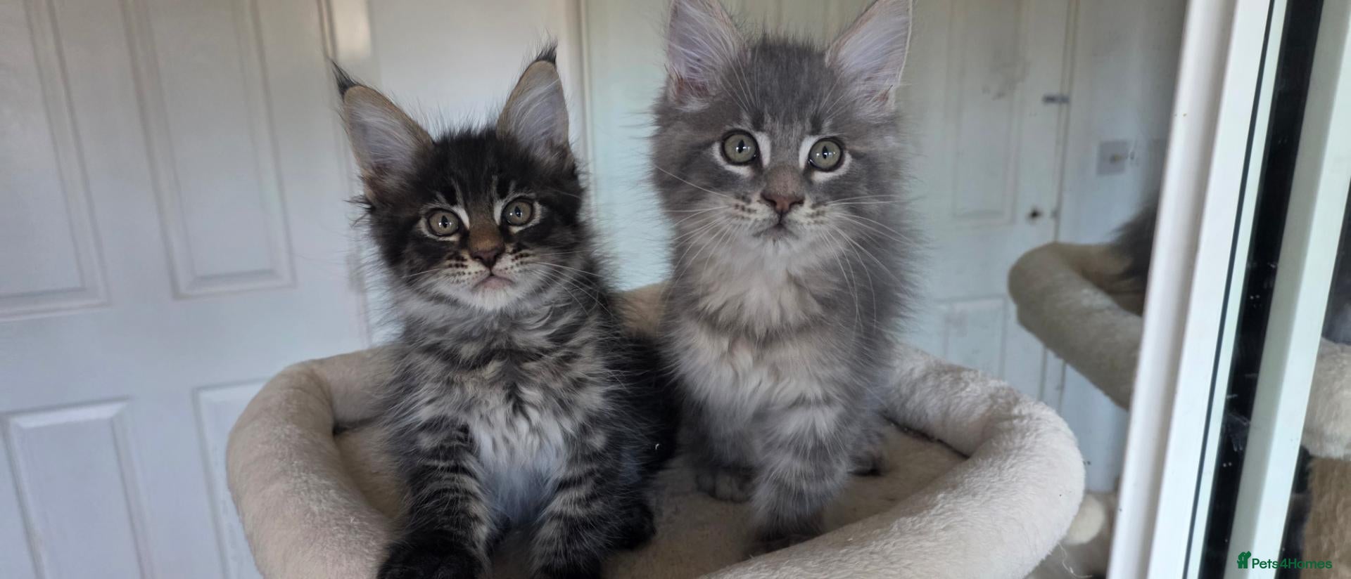 Maine Coon cats Maine coon kitten  - Advert 1