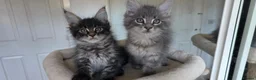Maine Coon cats for sale: Maine coon kitten  - Advert 5