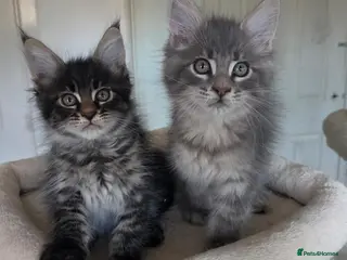 Maine Coon cats Maine coon kitten - Advert 1