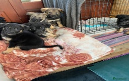 German Shepherd dogs for sale: Outstanding German shepherd pups  - Advert 16