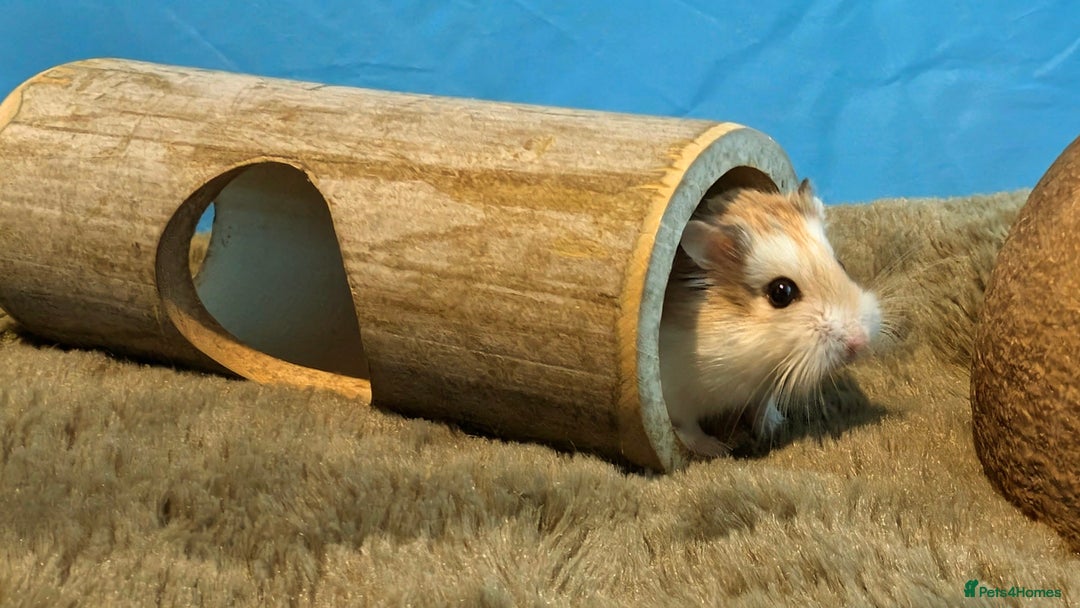 Hamster rodents for sale: Hundred Acre Hamster Rescue  - Advert 7