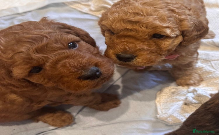 Cockapoo dogs - Advert 2