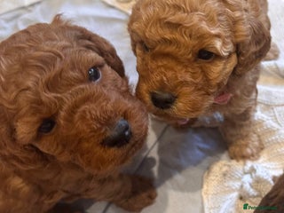 Cockapoo dogs - Advert 31