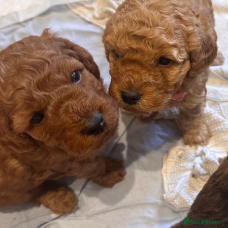 Cockapoo dogs - Advert 3