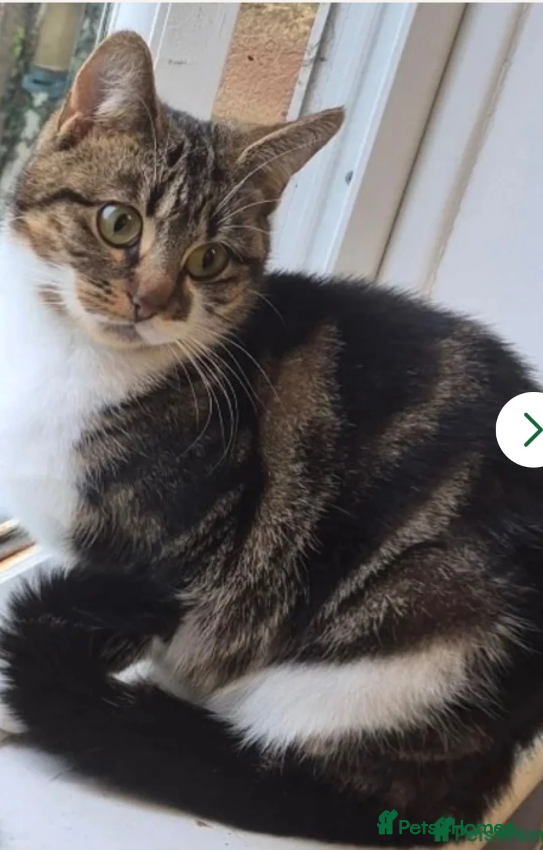 British Longhair cats for sale: 3 gorgeous males - Advert 1