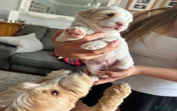 Cockapoo dogs for sale: 1 beautiful cockapoo puppy for sale  - Image 5