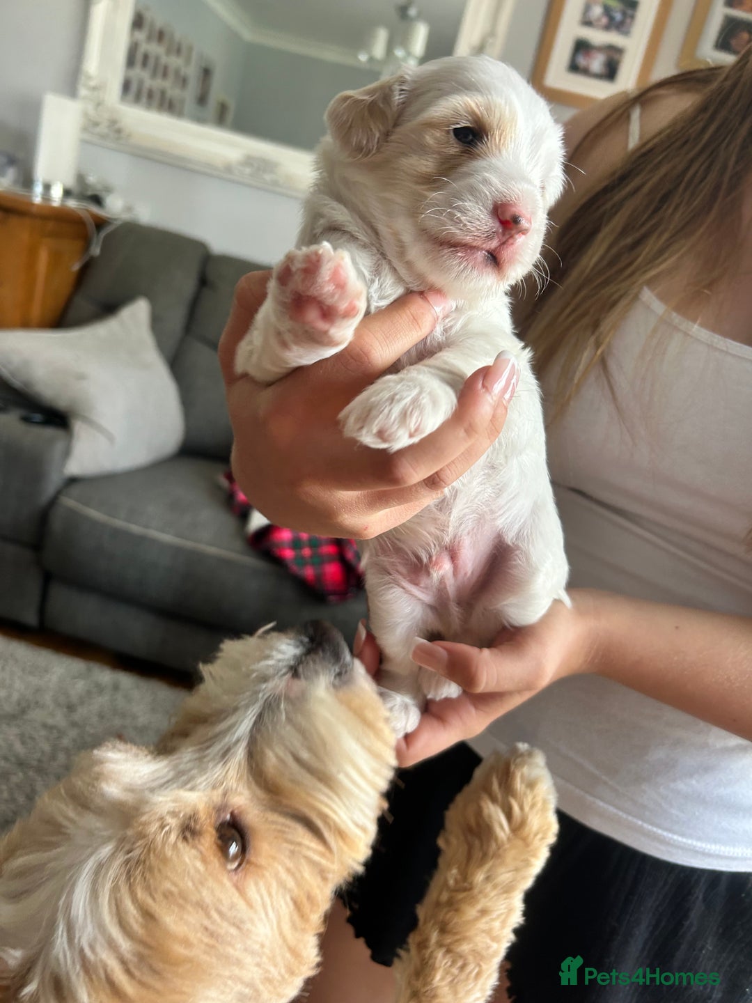 Cockapoo dogs for sale: 1 beautiful cockapoo puppy for sale  - Image 5