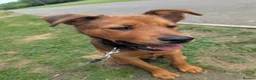 Mixed Breed dogs for sale: Such a gorgeous Rottweiler x German shepherd puppy - Advert 1