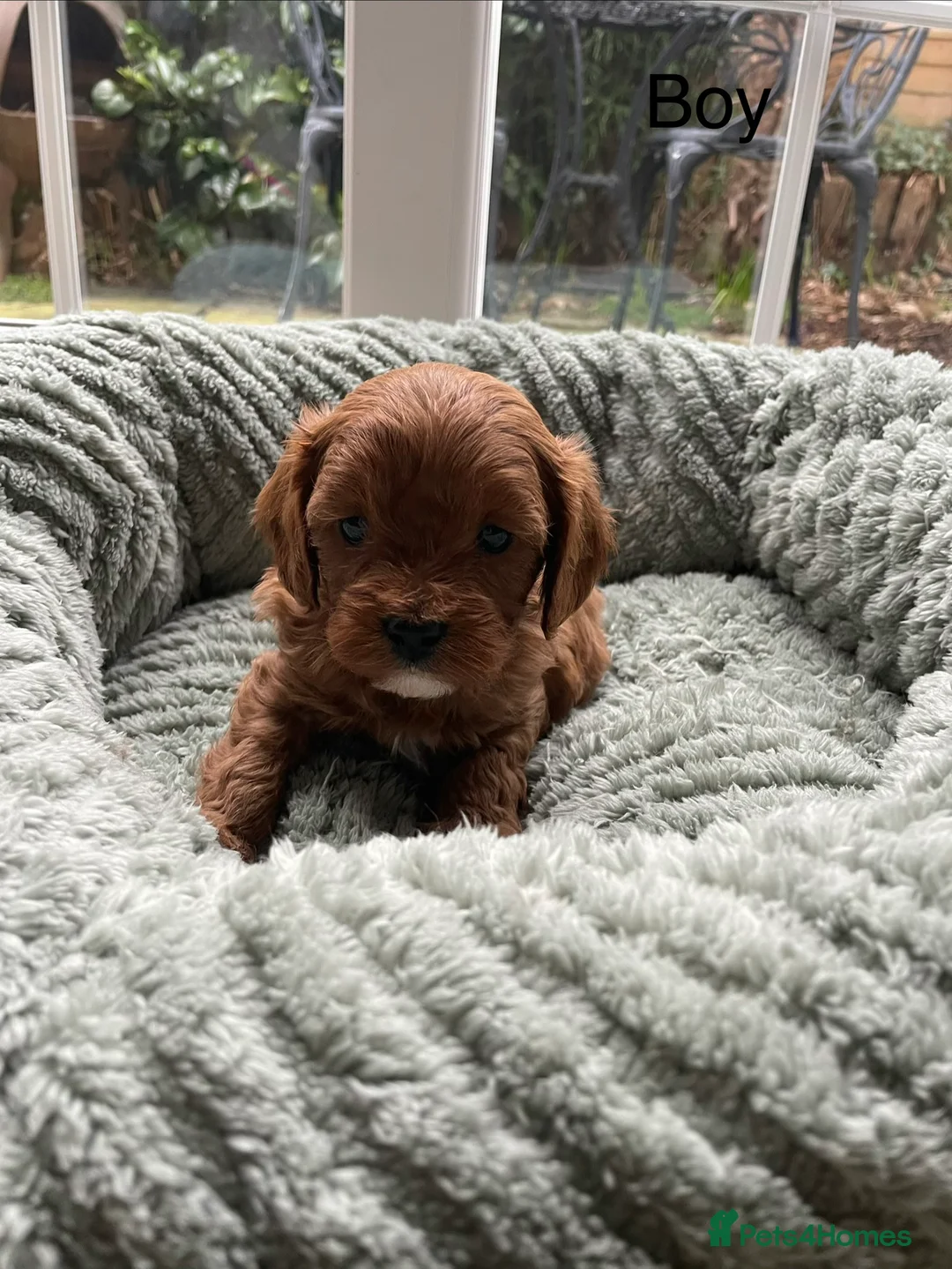 Cavapoo dogs for sale: F1 Toy Cavapoo puppies  - Advert 8