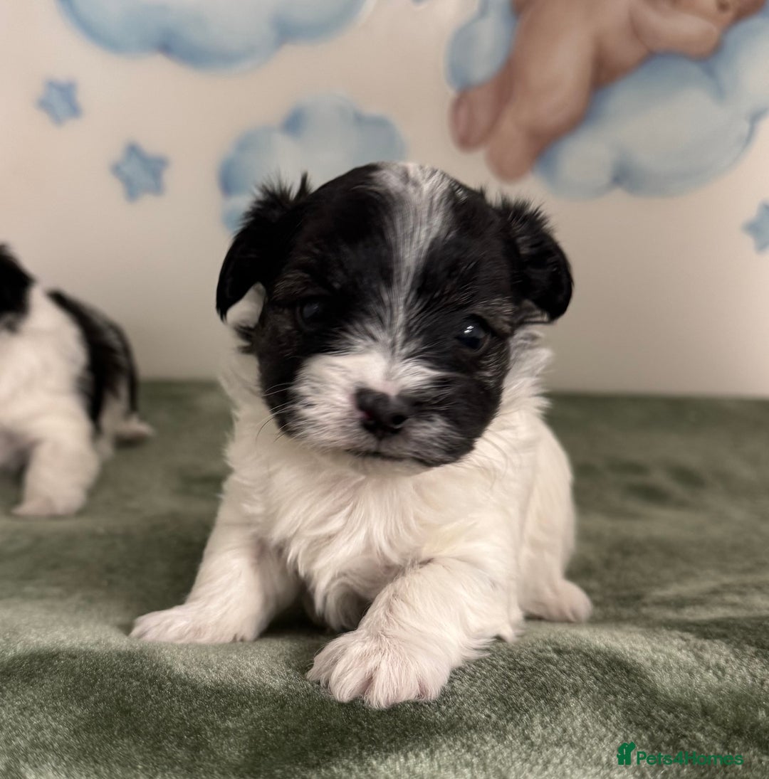 Mixed Breed dogs for sale: Tiny Terrier mix puppies  - Advert 12
