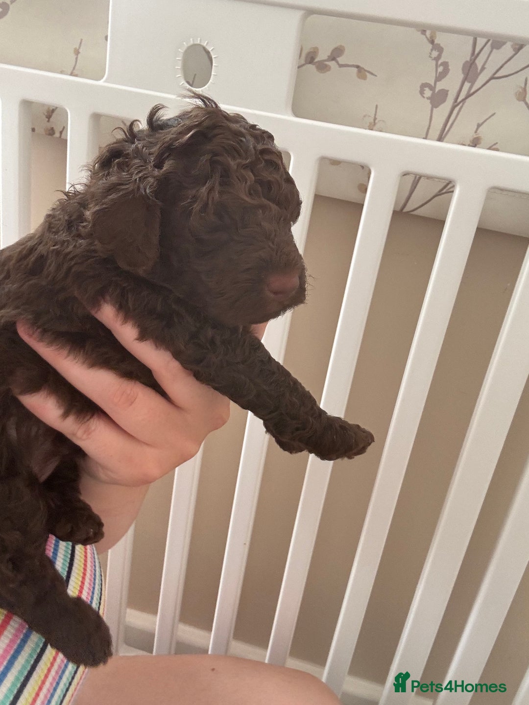 Cockapoo dogs for sale: 25%cocker spaniel 75% toy red poodle - Image 11