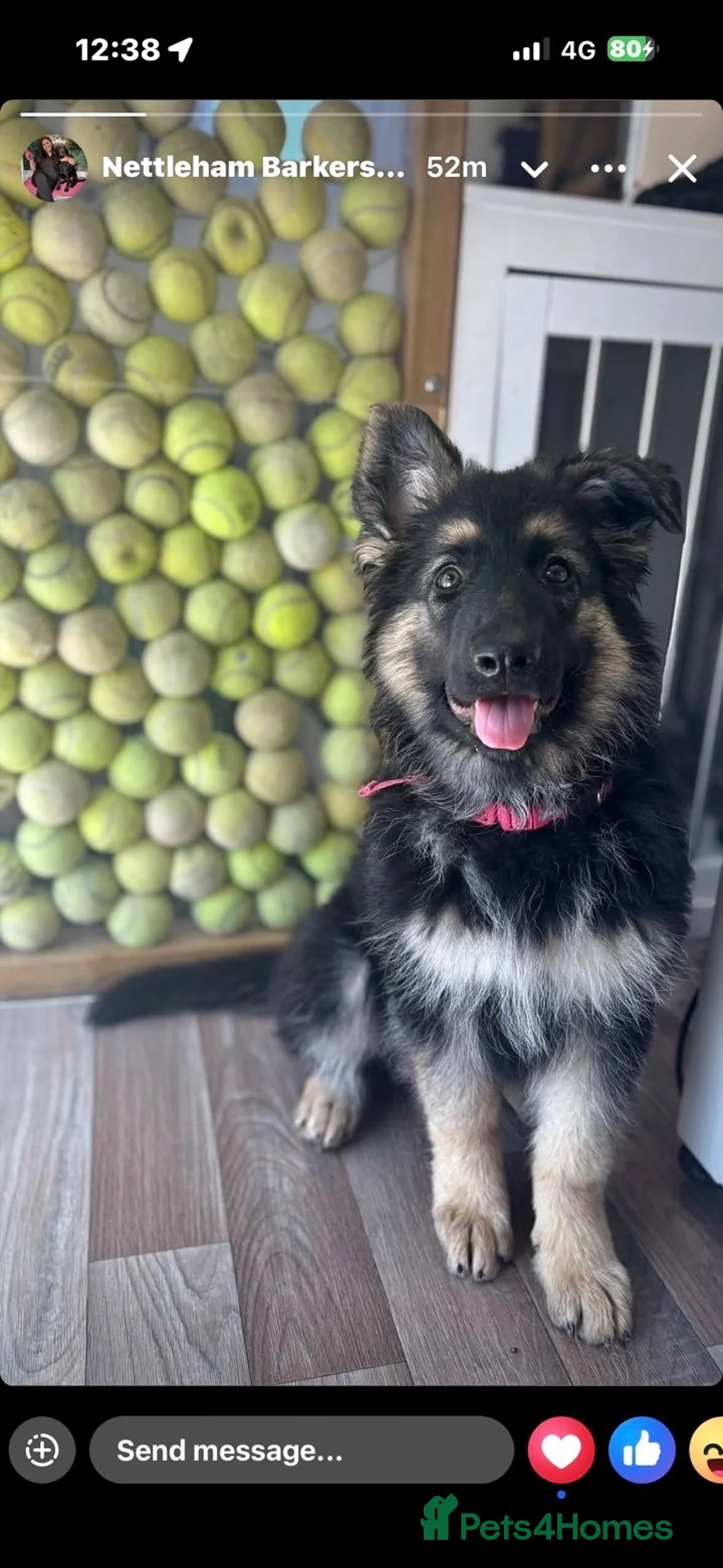 German Shepherd dogs for sale: German shepherd  in Lincoln - Advert 2