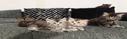 Persian cats for sale: PersianBSH silver, ginger & dark silver kittens 🩷 - Advert 4