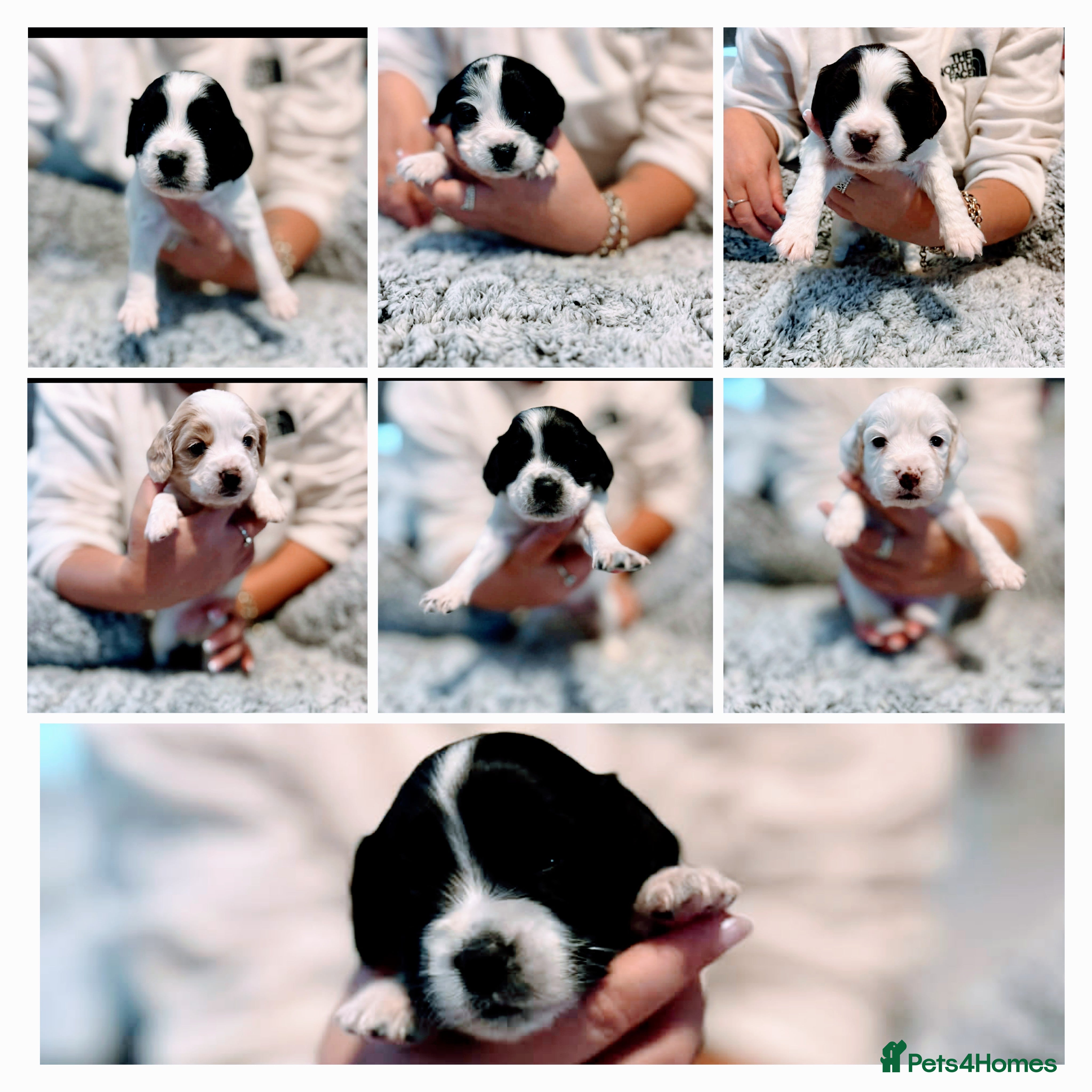 Mixed Breed dogs Cocker-poochon puppies  - Advert 2