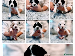 Mixed Breed dogs Cocker-poochon puppies - Advert 2