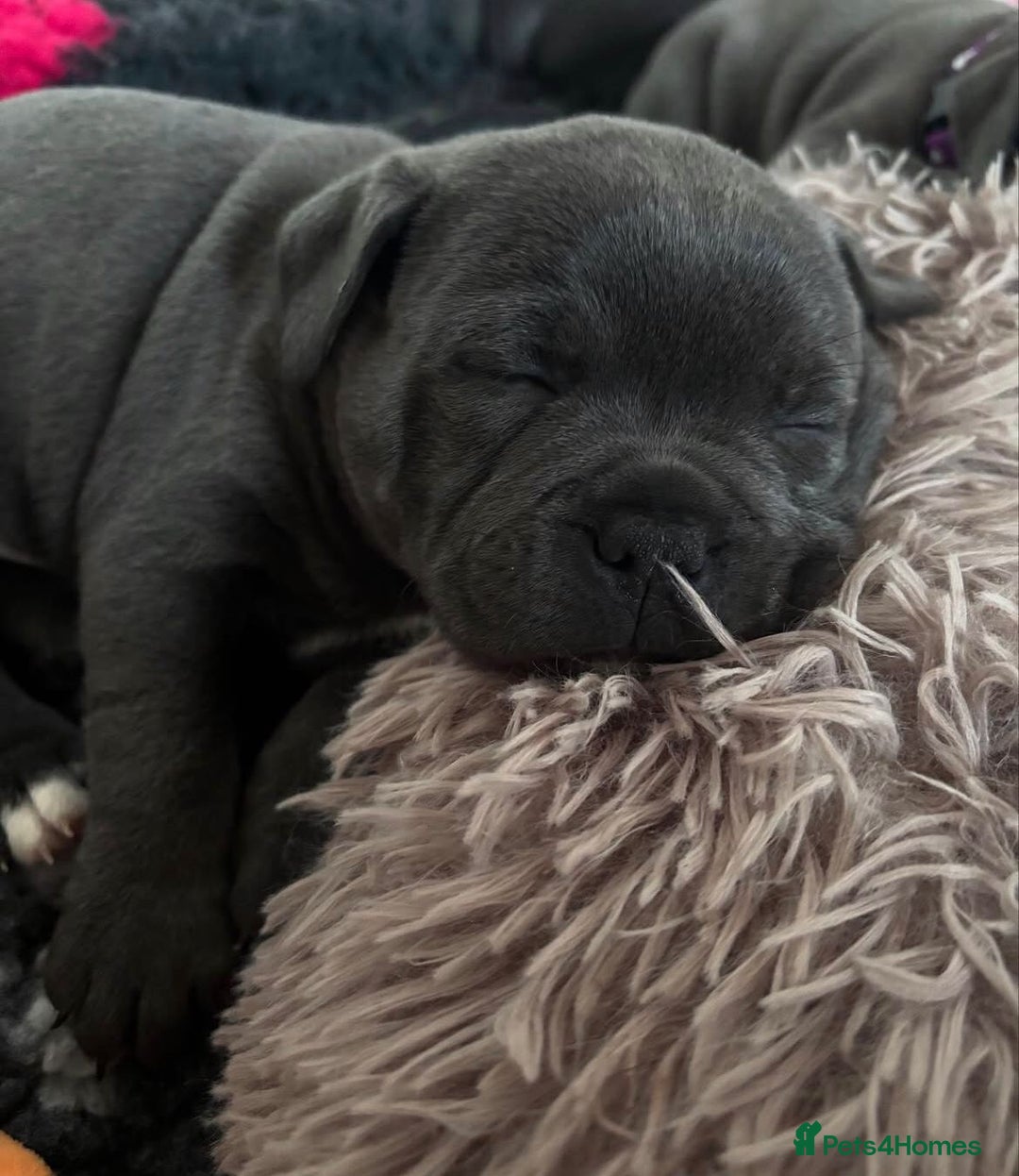 Staffordshire Bull Terrier dogs for sale: KC blue Staffordshire bull terrier puppies  - Advert 22