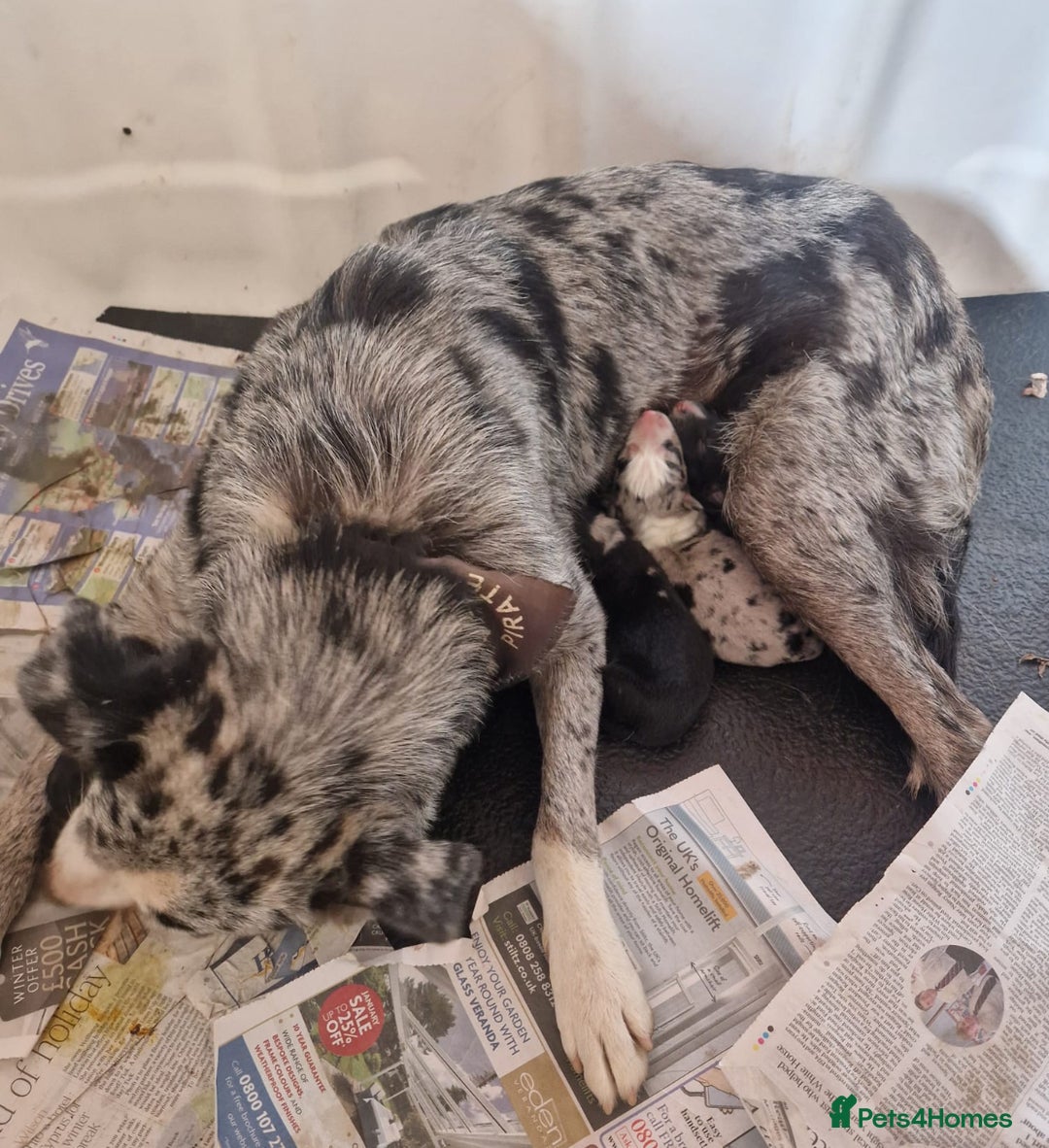Border Collie dogs for sale: Beautiful border collie X puppies  - Image 8